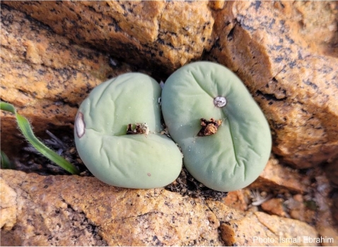 Conophytum pageae | PlantZAfrica